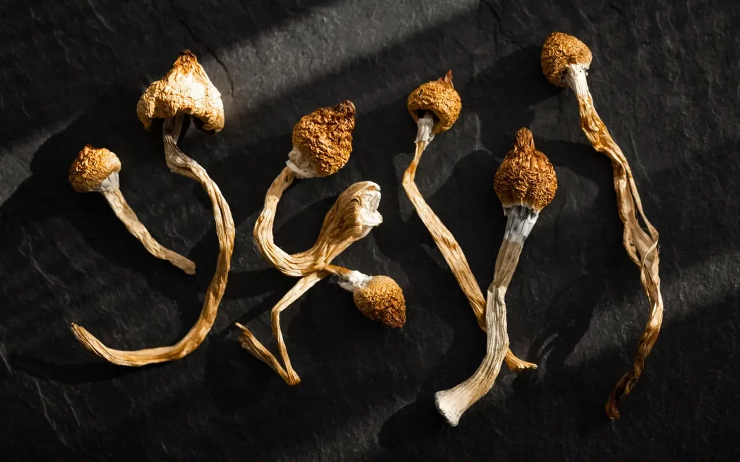 MUSHROOMS ONLINE IN USA